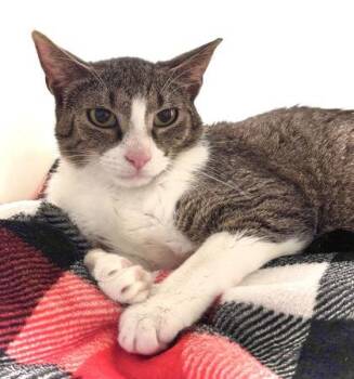 Ginny 973-26 -  Domestic Short Hair Cat for Adoption in Cumming, Georgia - Ginny 973-26 | PetCurious