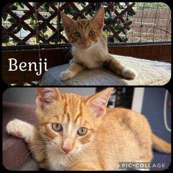 BENJI -  Domestic Short Hair Cat for Adoption in Beaumont, California - BENJI | PetCurious