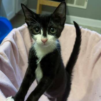 Garbanzo Bean -  Tuxedo and Domestic Short Hair Cat for Adoption in Columbia, South Carolina - Garbanzo Bean | PetCurious