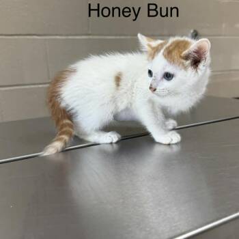 Honey Bun -  Domestic Medium Hair Cat for Adoption in Jacksboro, Tennessee - Honey Bun | PetCurious