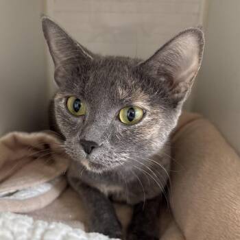 Omelette - Coming Soon! -  Domestic Short Hair Cat for Adoption in Naperville, Illinois - Omelette - Coming Soon! | PetCurious
