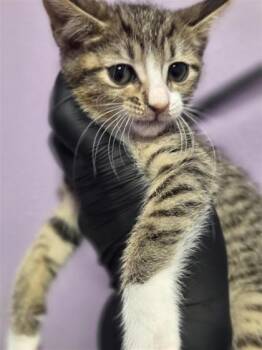 61229048 -  Domestic Short Hair Cat for Adoption in El Paso, Texas - 61229048 | PetCurious