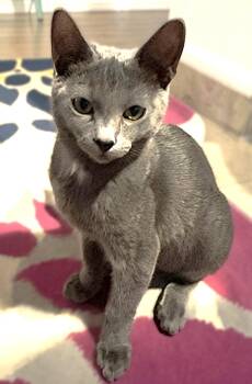 Athena -  Russian Blue Cat for Adoption in Fort Myers, Florida - Athena | PetCurious