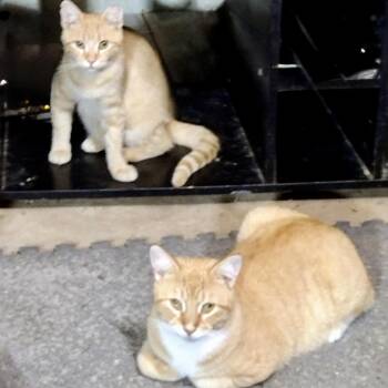 Rusty and Buddy (Bonded pair) -  Domestic Short Hair Cat for Adoption in Syracuse, New York - Rusty And Buddy (Bonded Pair) | PetCurious
