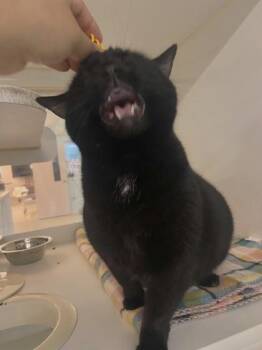 Maci -  Domestic Short Hair Cat for Adoption in Columbus, Indiana - Maci | PetCurious