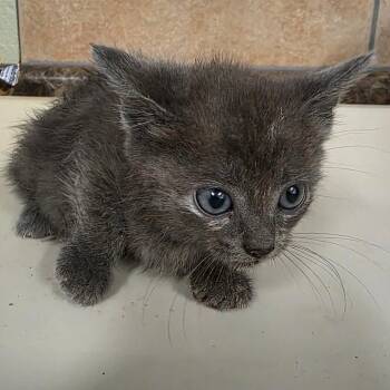 Domestic Short Hair Cats Available for Adoption in Eureka Springs, Arkansas - Hawk | PetCurious