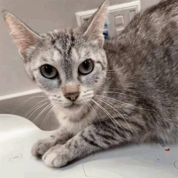 Zora -  Domestic Short Hair Cat for Adoption in Houston, Texas - Zora | PetCurious