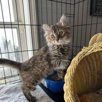 Domestic Long Hair Cats Available for Adoption in Wappingers Falls, New York - Megan | PetCurious