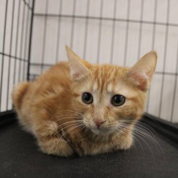 Ruby -  Domestic Short Hair Cat for Adoption in Cleveland, Mississippi - Ruby | PetCurious