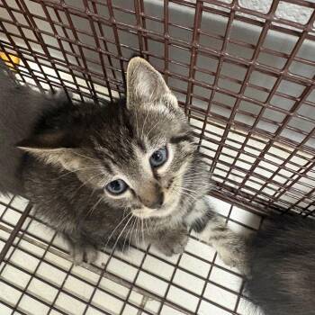 Wasabi -  Domestic Medium Hair Cat for Adoption in Lufkin, Texas - Wasabi | PetCurious
