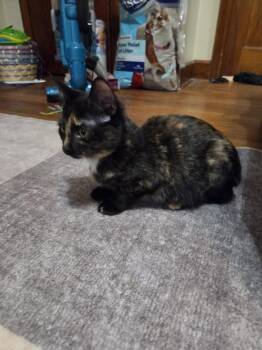 Irma -  Domestic Short Hair Cat for Adoption in Lincoln Park, Michigan - Irma | PetCurious