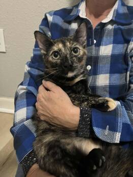 Tortoiseshell Cats Available for Adoption - Butterscotch | PetCurious