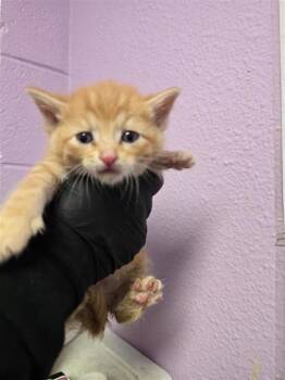 Domestic Short Hair Cats Available for Adoption in El Paso, Texas - 60885924 | PetCurious