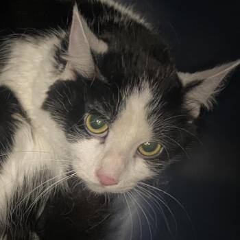 Morgan -  Domestic Short Hair Cat for Adoption in Allentown, Pennsylvania - Morgan | PetCurious