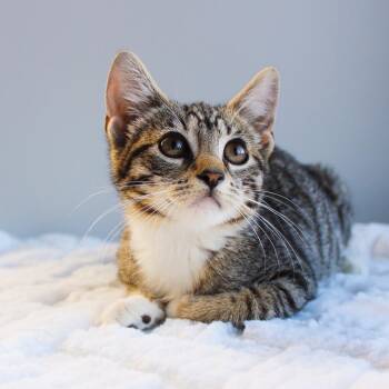 Rescue Tabby Cats for Adoption in Wayne, New Jersey - Baby | PetCurious