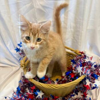 Zane -  Domestic Short Hair Cat for Adoption in San Tan Valley, Arizona - Zane | PetCurious