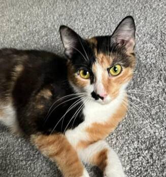Domestic Short Hair Cats Available for Adoption in Battle Creek, Michigan - Cinna | PetCurious