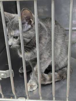 Stripe -  Domestic Short Hair and American Shorthair Cat for Adoption in Bedford, Indiana - Stripe | PetCurious