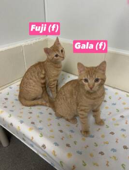 Domestic Short Hair Cats Available for Adoption in Montville, New Jersey - Fuji And Gala (bonded Pair) | PetCurious