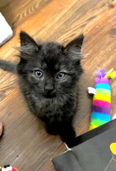 Bixby26 -  Domestic Medium Hair Cat for Adoption in Youngsville, North Carolina - Bixby26 | PetCurious