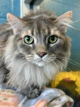 Bopper -  Domestic Long Hair Cat for Adoption in Wichita, Kansas - Bopper | PetCurious