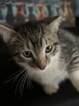 Rescue Tabby and Domestic Short Hair Cats for Adoption in Hi Vista, California - Quirk | PetCurious