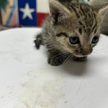 Leia -  Domestic Short Hair Cat for Adoption in Lufkin, Texas - Leia | PetCurious