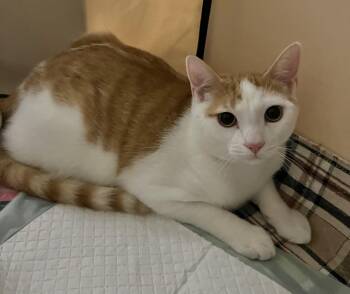 Domestic Short Hair Cats Available for Adoption - Mick Jagger | PetCurious