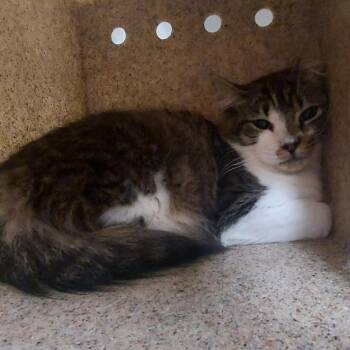 Bali -  Domestic Short Hair Cat for Adoption in Reno, Nevada - Bali | PetCurious