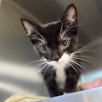 American Spirit -  Domestic Short Hair Cat for Adoption in Windsor, Virginia - American Spirit | PetCurious