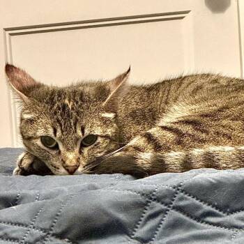 Domestic Short Hair Cats Available for Adoption in Denison, Texas - Dottie | PetCurious