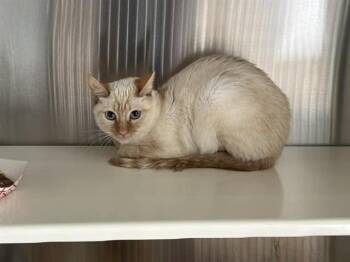 Siamese Cats Available for Adoption in Tustin, California - CHARLI | PetCurious