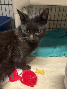 Panther -  Domestic Short Hair Cat for Adoption in Hartford City, Indiana - Panther | PetCurious