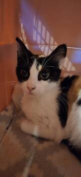 Domestic Short Hair Cats Available for Adoption in Fruit Heights, Utah - Cece | PetCurious