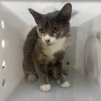 American Shorthair Cats Available for Adoption in Columbus, Georgia - 05/31/2026-Stray-WaltonStreet-1 | PetCurious
