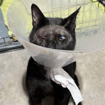Figaro -  Domestic Short Hair Cat for Adoption in Brentwood, New Hampshire - Figaro | PetCurious