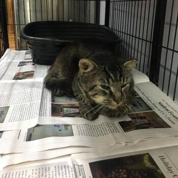 Larys -  Domestic Medium Hair Cat for Adoption in Corbin, Kentucky - Larys | PetCurious