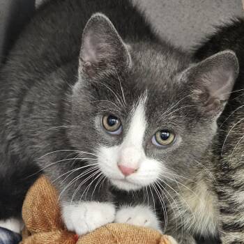 Riddle -  Domestic Short Hair Cat for Adoption in Chicago, Illinois - Riddle | PetCurious