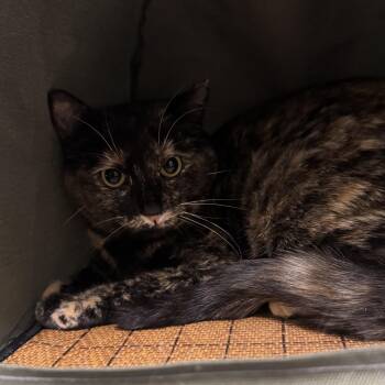 Domestic Short Hair Cats Available for Adoption in Fall River, Massachusetts - Lois | PetCurious