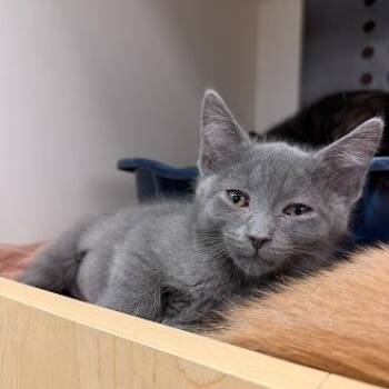 Domestic Short Hair Cats Available for Adoption in South Elgin, Illinois - Butter | PetCurious