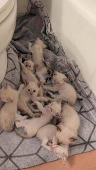 Ruby Red -  Siamese and American Shorthair Cat for Adoption in Austin, Texas - Ruby Red | PetCurious