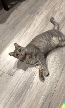 Domestic Short Hair and Tabby Cats Available for Adoption - WHISKERS | PetCurious