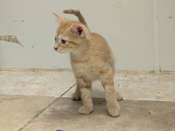 Zepher -  American Shorthair Cat for Adoption in Waupun, Wisconsin - Zepher | PetCurious