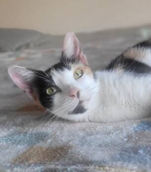 Sabrina -  Domestic Short Hair Cat Available for Adoption in San Juan, San Juan - Sabrina | PetCurious