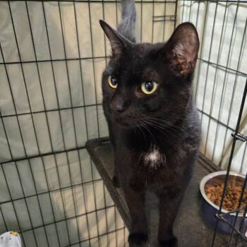 Domestic Short Hair Cats Available for Adoption - Froyo | PetCurious