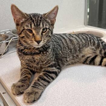 Wink -  Domestic Short Hair Cat for Adoption in Hailey, Idaho - Wink | PetCurious