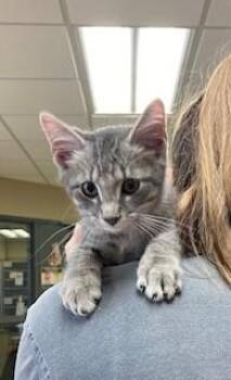 Rescue Domestic Short Hair Cats for Adoption in Mason City, Iowa - Crispin | PetCurious
