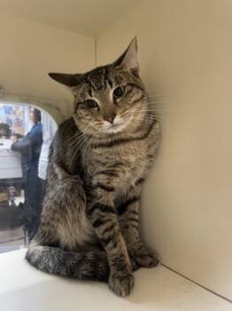 Rescue Domestic Short Hair Cats for Adoption in Chamblee, Georgia - Roger | PetCurious