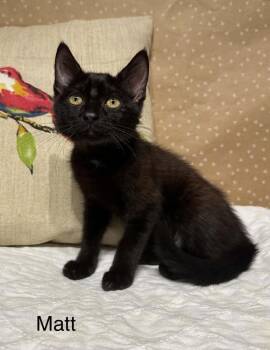 Matt -  Domestic Short Hair Cat for Adoption in Groveland, Massachusetts - Matt | PetCurious