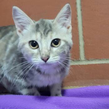 Lyra -  Domestic Short Hair Cat for Adoption in Cabot, Arkansas - Lyra | PetCurious